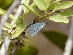 Paiwarria venulius