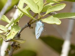 Paiwarria venulius