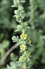 Suaeda pruinosa