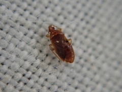 Cardiastethus fasciiventris