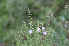 Agalinis genistifolia