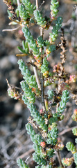 Suaeda pruinosa