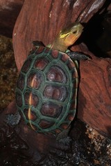 Cuora flavomarginata