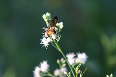 Ceropalinae