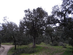 Juniperus oxycedrus