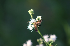 Ceropalinae