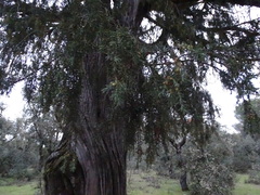 Juniperus oxycedrus