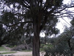 Juniperus oxycedrus