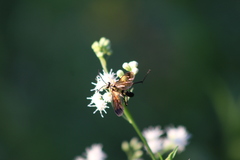 Ceropalinae
