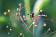 Diptera