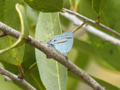 Paiwarria venulius