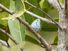 Paiwarria venulius
