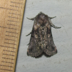 Abrostola microvalis