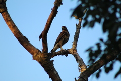 Parabuteo unicinctus