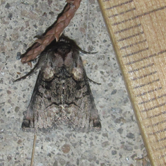 Abrostola microvalis