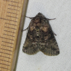 Abrostola microvalis