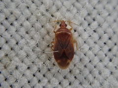 Cardiastethus fasciiventris