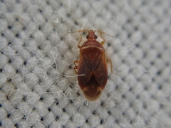 Cardiastethus fasciiventris