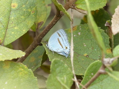 Paiwarria venulius