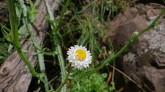 Ammobium alatum