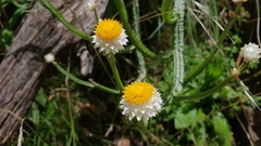 Ammobium alatum