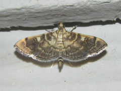 Bicilia iarchasalis