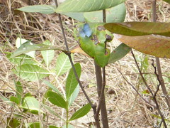 Paiwarria venulius