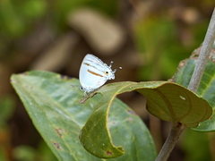 Paiwarria venulius