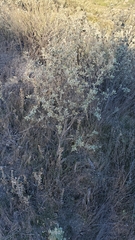 Malacothamnus gracilis