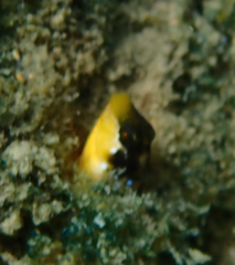 Microlipophrys dalmatinus