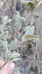 Malacothamnus gracilis