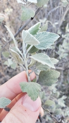 Malacothamnus gracilis