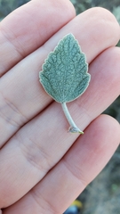 Malacothamnus gracilis