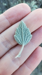 Malacothamnus gracilis