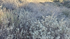 Malacothamnus gracilis