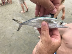 Scomberomorus maculatus