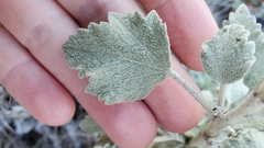 Malacothamnus gracilis