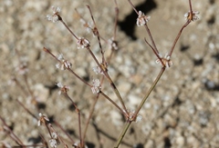 Eriogonum baileyi