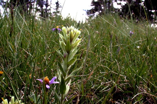 yellow Wallowa Indian paintbrush (Castilleja chrysantha)