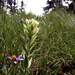 Castilleja chrysantha - Photo (c) 2006 Steven Thorsted, algunos derechos reservados (CC BY-NC)