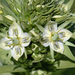 Frasera speciosa - Photo (c) Marshal Hedin,  זכויות יוצרים חלקיות (CC BY)