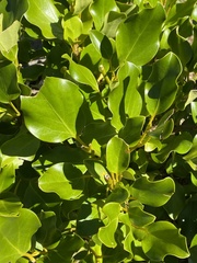 Griselinia