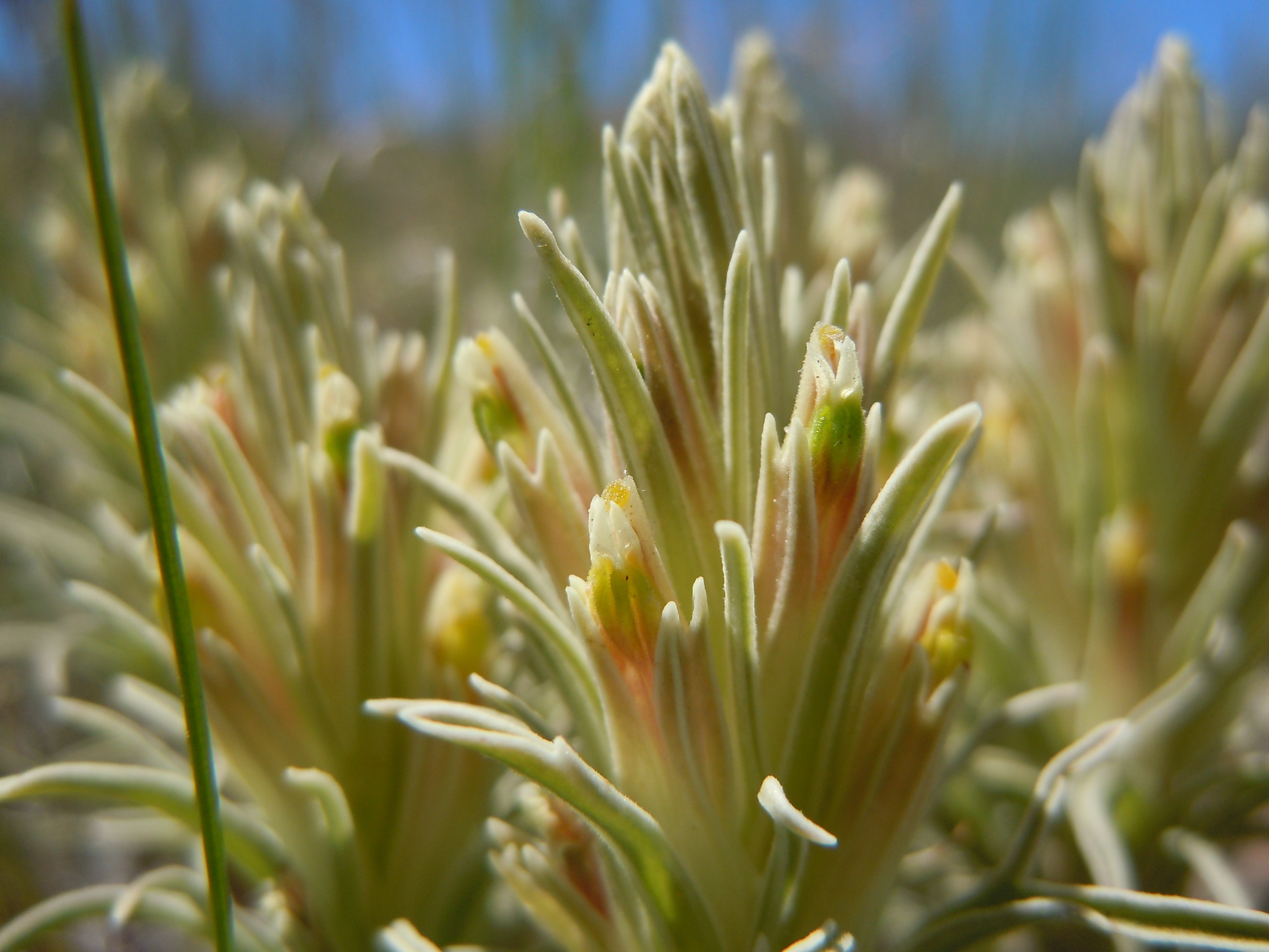 Castilleja pallescens