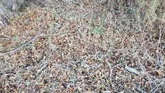 Toxicodendron diversilobum