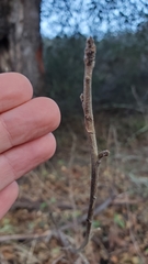 Toxicodendron diversilobum
