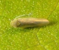 Balclutha abdominalis