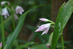 Bletilla