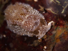 Goniodoris castanea