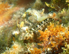 Microlipophrys canevae