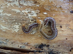 Geophilus carpophagus